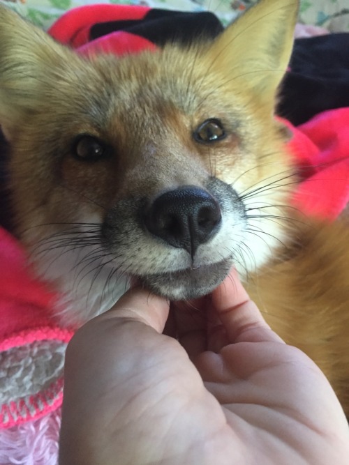 Crazy Cute Foxes • favourablefox: only the cutest red fox in the...