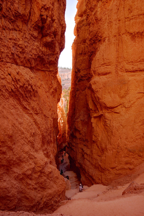 philotheoristic:Bryce Canyon N.P. Below the Rim,…Navajo Loop -...