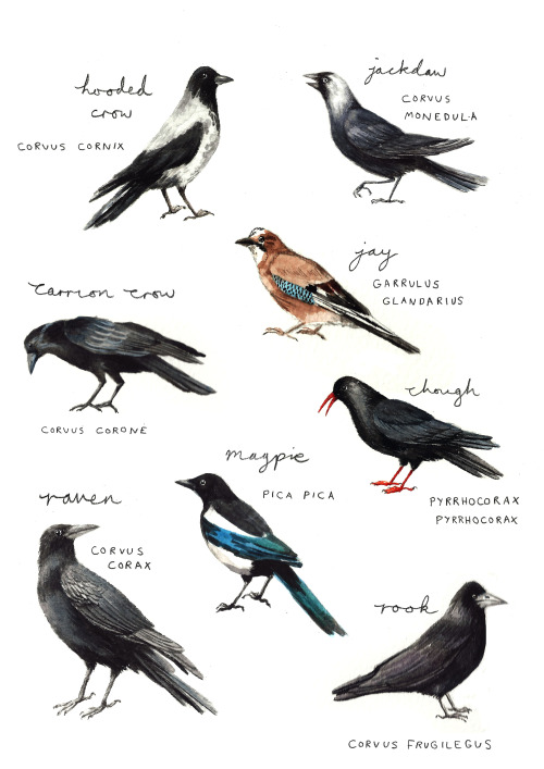 wolffuchs:catherinepapeillustration:Corvid Species of...