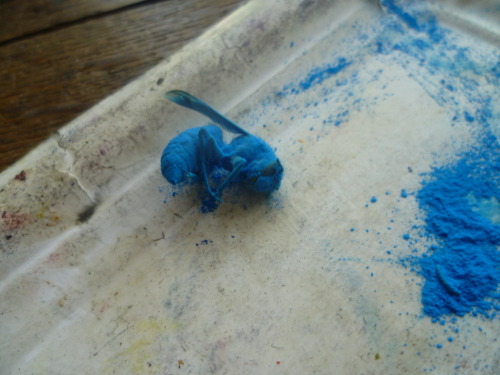 Strange encounters: A blue wasp which has been in a pigment jar...