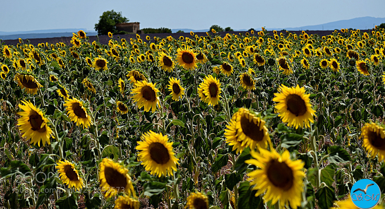  tournesol  nature Tumblr 