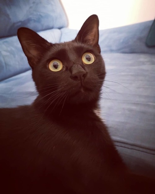 Hai detto pesce?!.....#cat #catsofinstagram #blackcat...