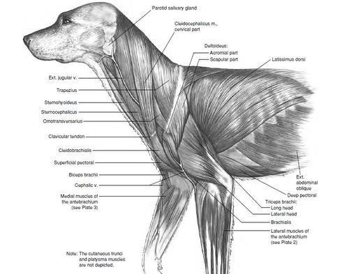 dog anatomy on Tumblr