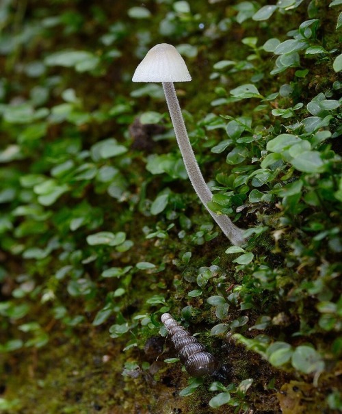 fun-with-fungi:Helmovka (Mycena sp.)