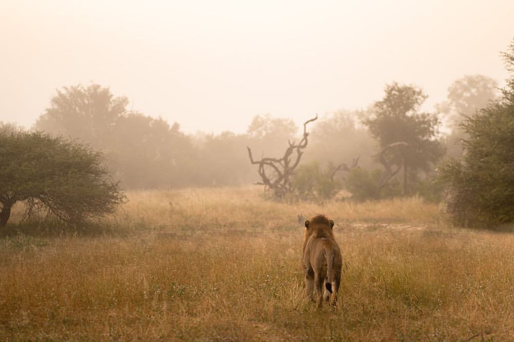 <p>The loneliness of being King. </p>
<p>#experientialtravel<br/>
#experientialphotography<br/>
#SonyAlphaAnimalPortrait<br/>
#SonyAlphaANZ<br/>
#A7M3<br/>
(at Rhino Post Safari Lodge)<br/>
<a href="https://www.instagram.com/p/ByO-p-KAige/?igshid=18o75wuhz03c4" target="_blank">https://www.instagram.com/p/ByO-p-KAige/?igshid=18o75wuhz03c4</a></p>