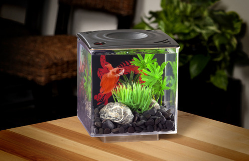 Don t buy tiny betta  tanks  I m a fish  person 