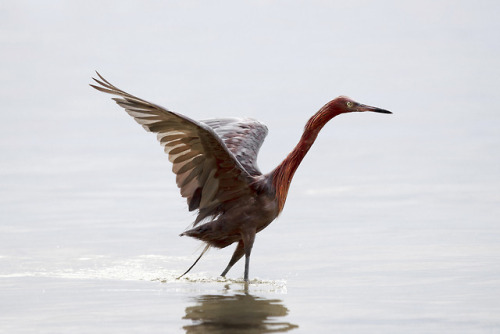 Reddish Egret - John Cobalt