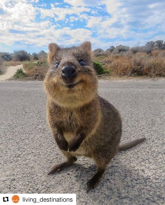 quokka on Tumblr