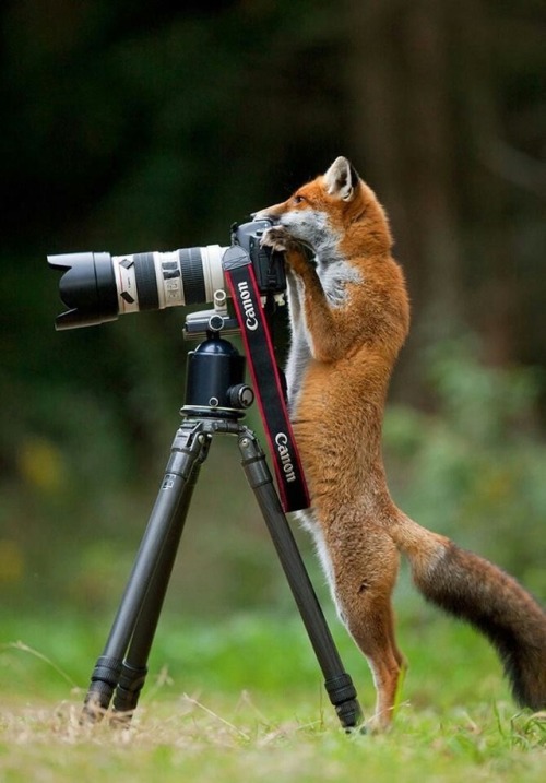 magpie-69:everythingfox:Can He Take My Picture?Lol...