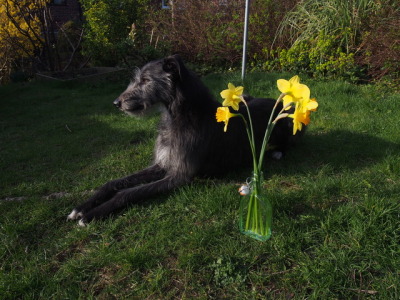 Bedlington Whippet Tumblr