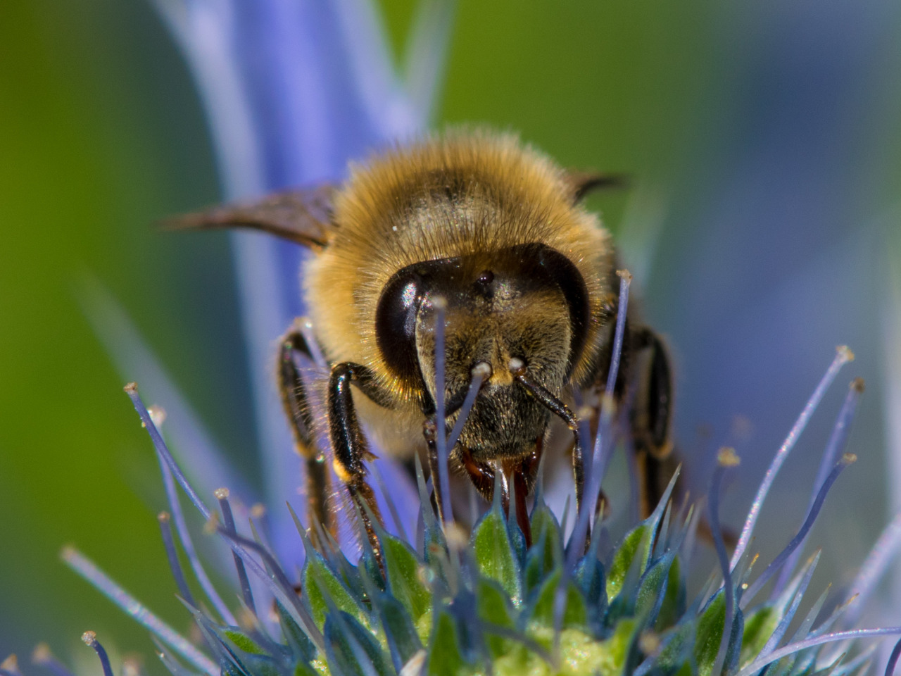 Dan Simon Macrophotography — Honey bee at the NY botanical garden