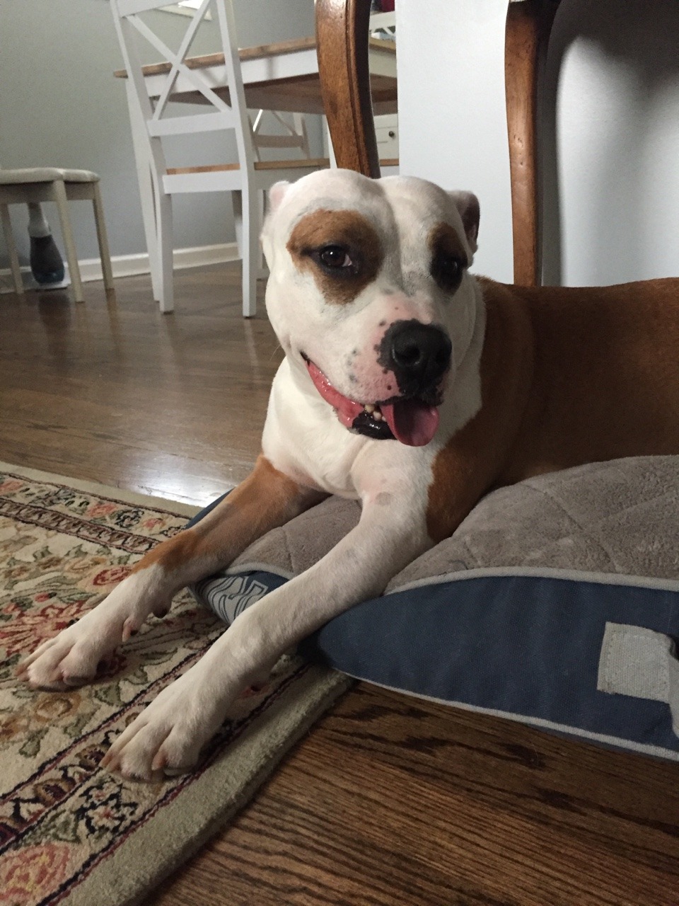 Snug Bug — Look at my handsome boy posing after an ...