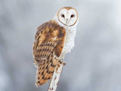 Tyto Alba Tumblr