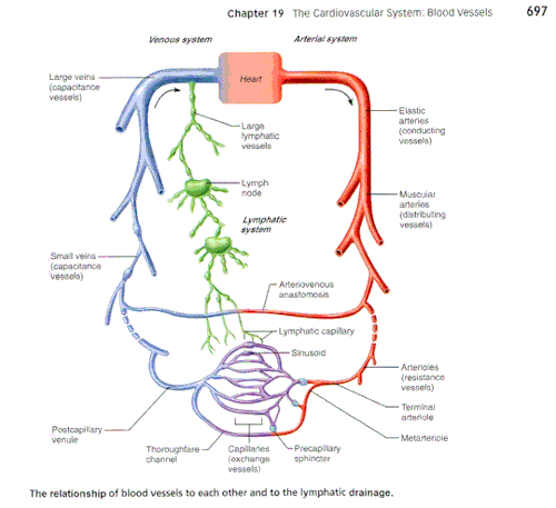 Lymphatic System (Immunity) | My Biology Notebook