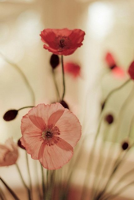 vintage flowers on Tumblr