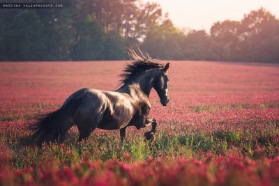 golden hour equine | Tumblr