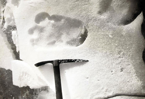 cryptid-wendigo:This photograph of a proposed Yeti footprint...