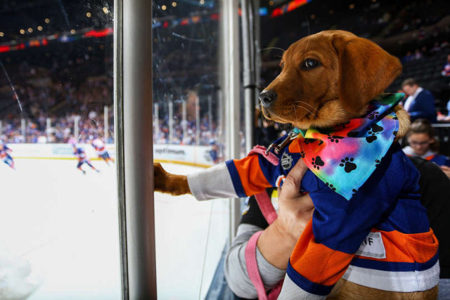 new york islanders dog jersey