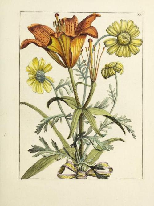 heaveninawildflower:Hand-coloured engravings of flowers and...