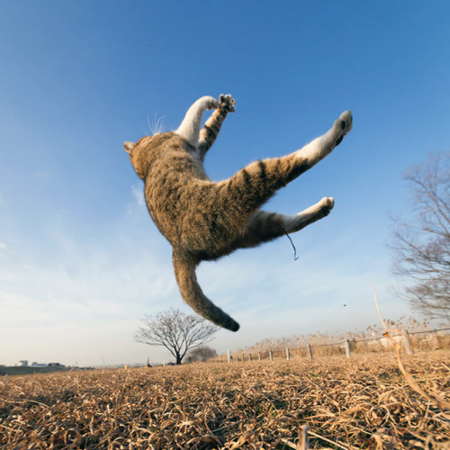 justcatposts:“Farewell, hoomans, my planet needs me.”(photos...