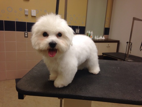 Coton De Tulear Puppy Cut Pictures Dog In Bed