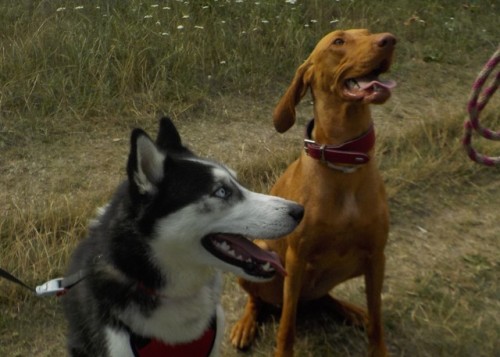 thorthehusky:Thor and Elza