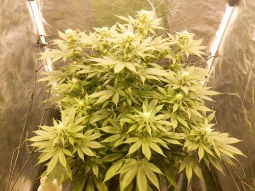 un0entremil:Amnesia Haze 5ta semana de floración