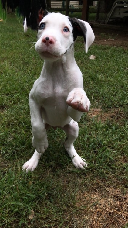 dogsuggest:We got a deaf Great Dane puppy and we all have...