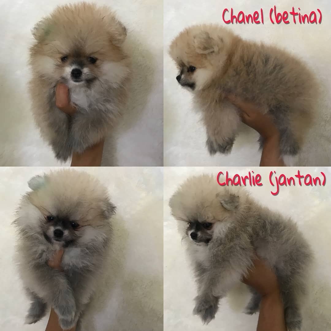 36+ Jual anjing super mini pom new