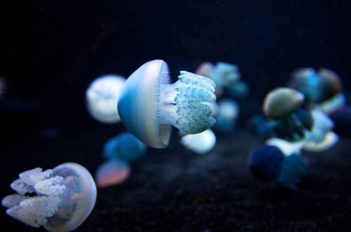 Blue Blubber Jellyfish (Catostylus mosaicus)