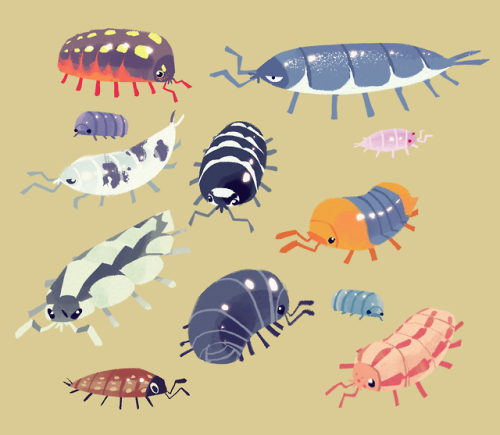 kawaii isopod