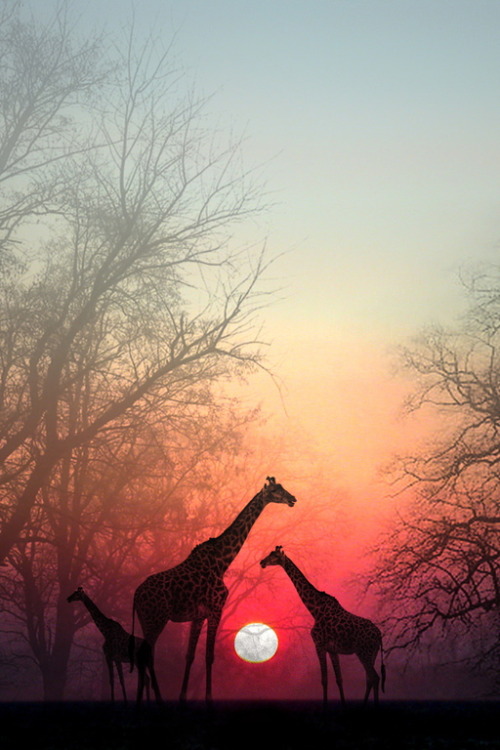 r2–d2:Giraffes in the Sunset