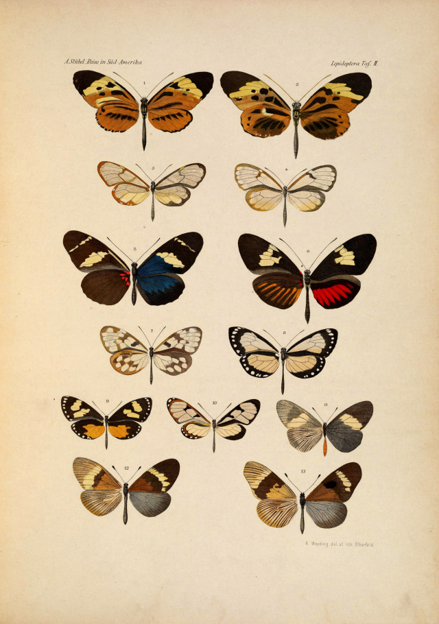 Scientific Illustration | wapiti3: Lepidoptera: collected on a journey...