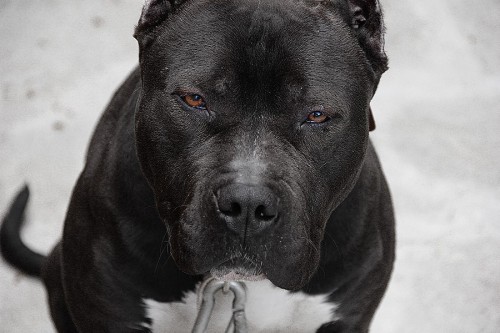 angry pitbull | Tumblr