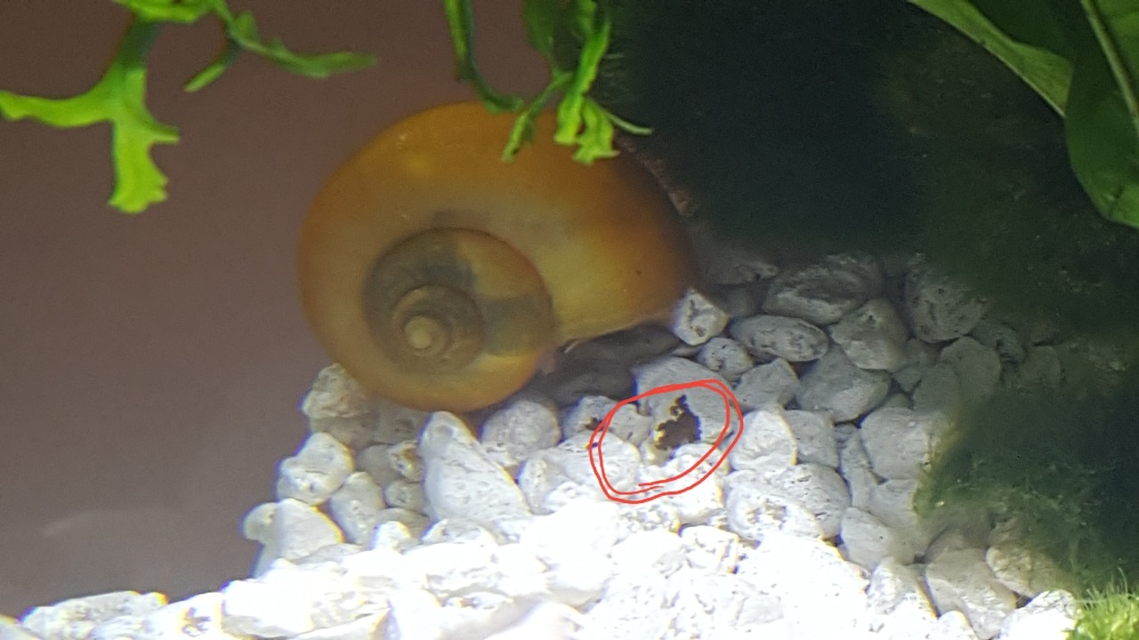 snail poop