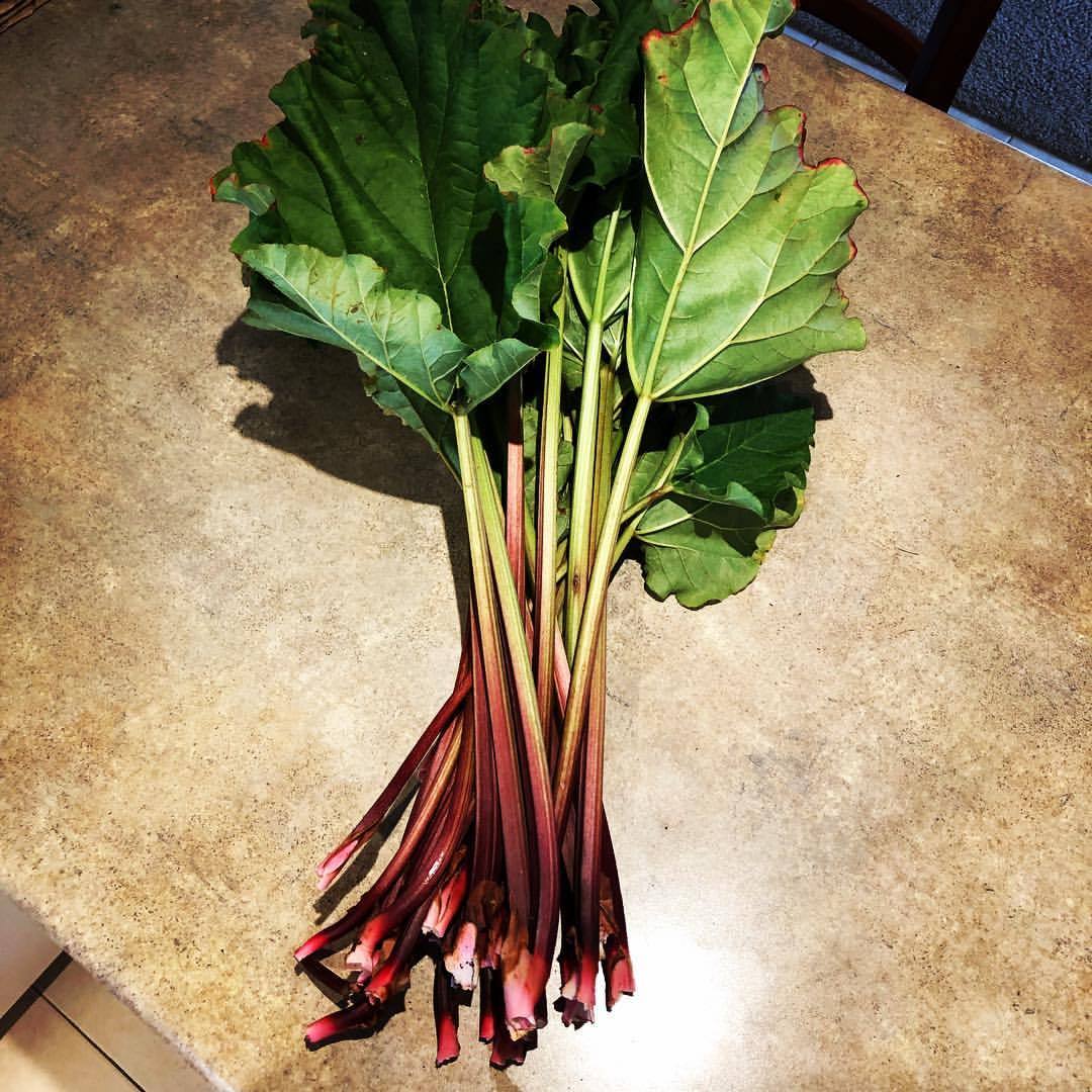 Where to buy rhubarb plants near me information