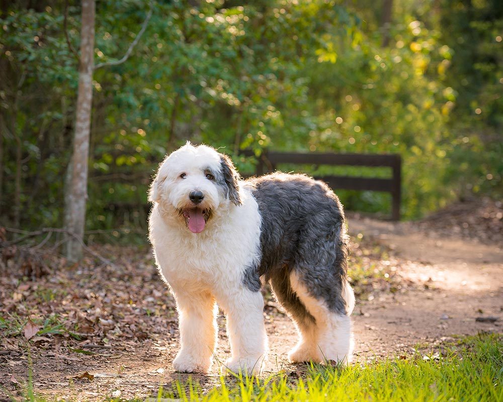 do sheep dogs shed