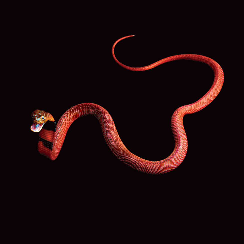 Mark Laita (American, b. 1960, Detroit, MI, USA, based Los Angeles, CA, USA) - Red Spitting Cobra (Naja Pallida) Photography