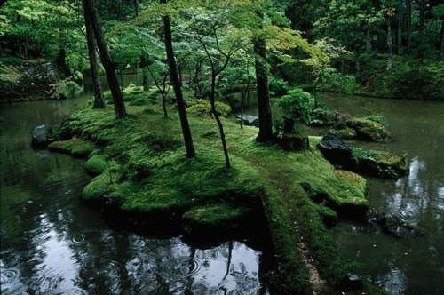 the trees speak latin