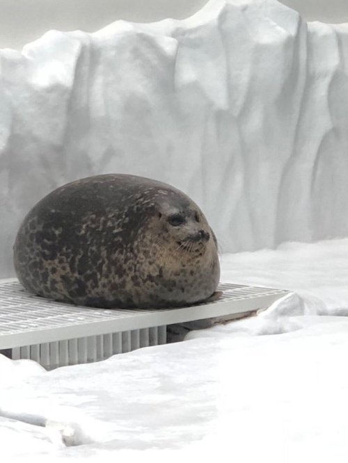 Fat Seal On Tumblr