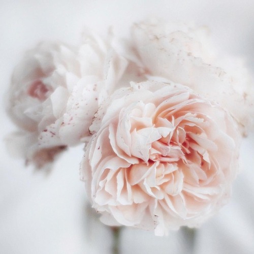 fleur-aesthetic:feminin_grace