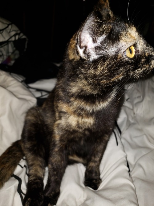 cigarettesarelame:Please enjoy some photos of my pretty kitty :)