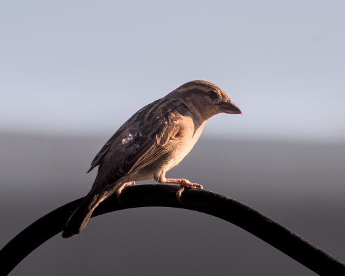 ajaxbird