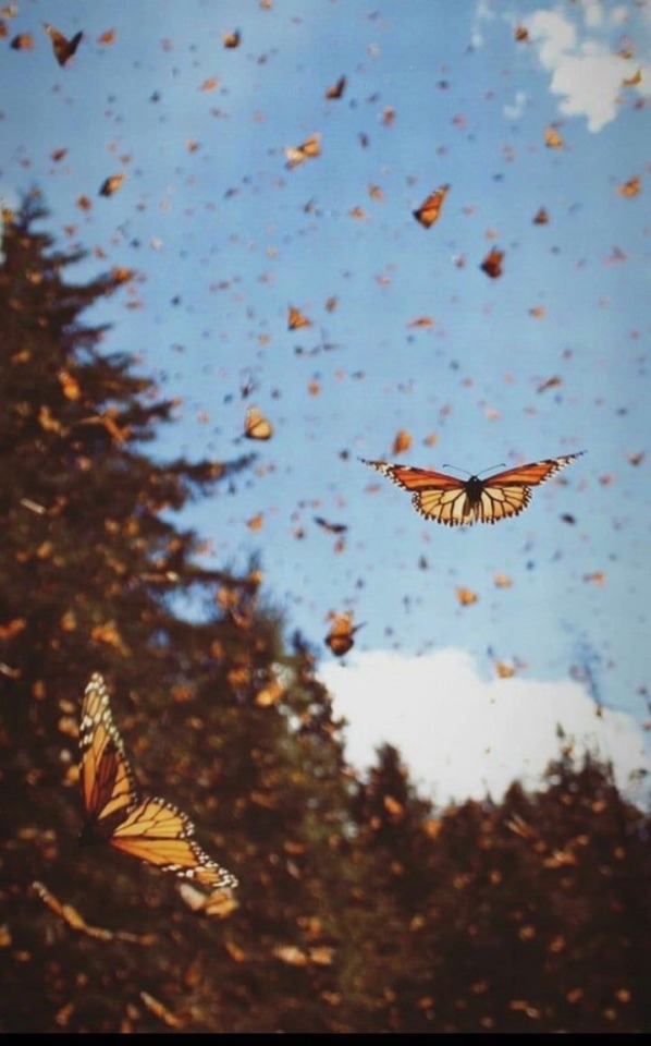butterfly aesthetic on Tumblr