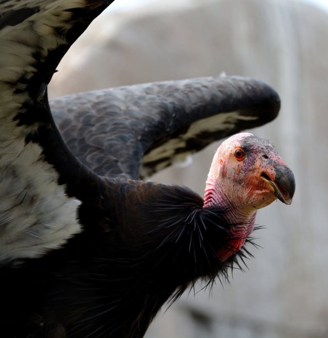 California condors are one of the largest flying...