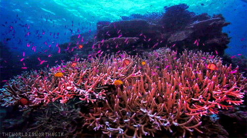 coral reef gif | Tumblr