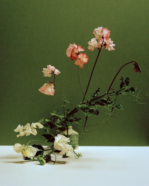 darksilenceinsuburbia:Botanical Portraits by Kate Friendyou...