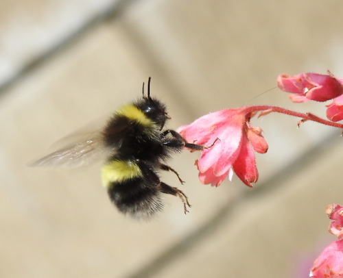 nanonaturalist:Up, up, and away!Photos from July 25 at Silver...