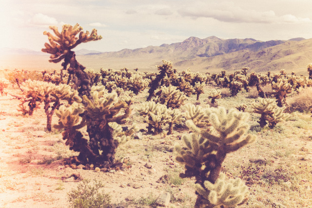 We Can Live Forever If You've Got The Time — Cholla Cactus ...