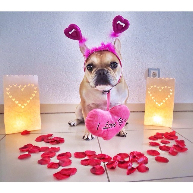Batpig & Me Tumble It • Happy Valentine’s Day to all of our dear IG...